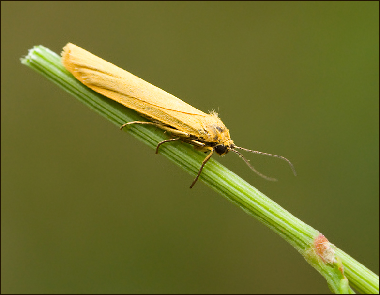 Okragul lavspinnare  (Eilema lutarella).jpg