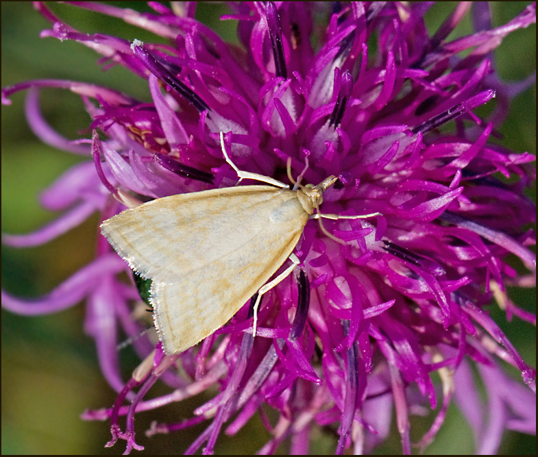 Blekgult ängsmott (Udea lutealis) .jpg