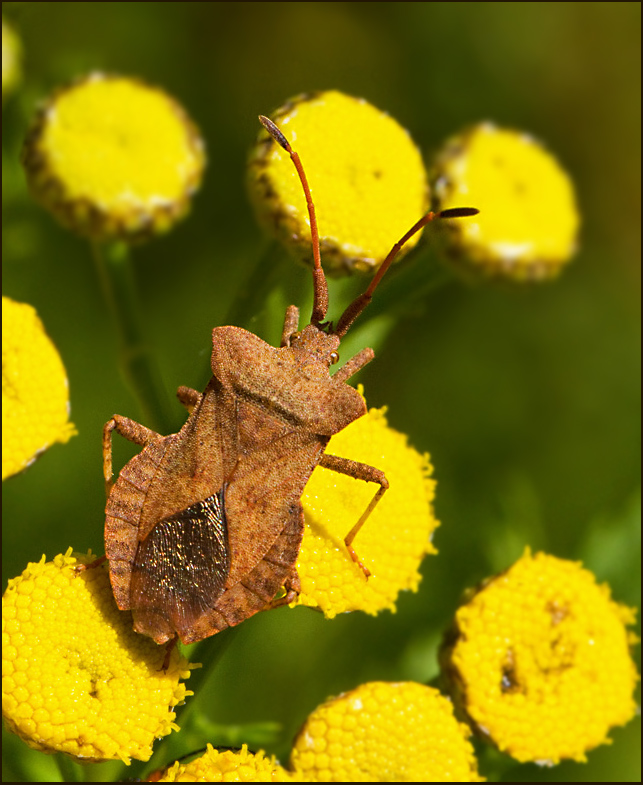 Swedish Squashbugs, Bredkantskinnbaggar (Coreidae)