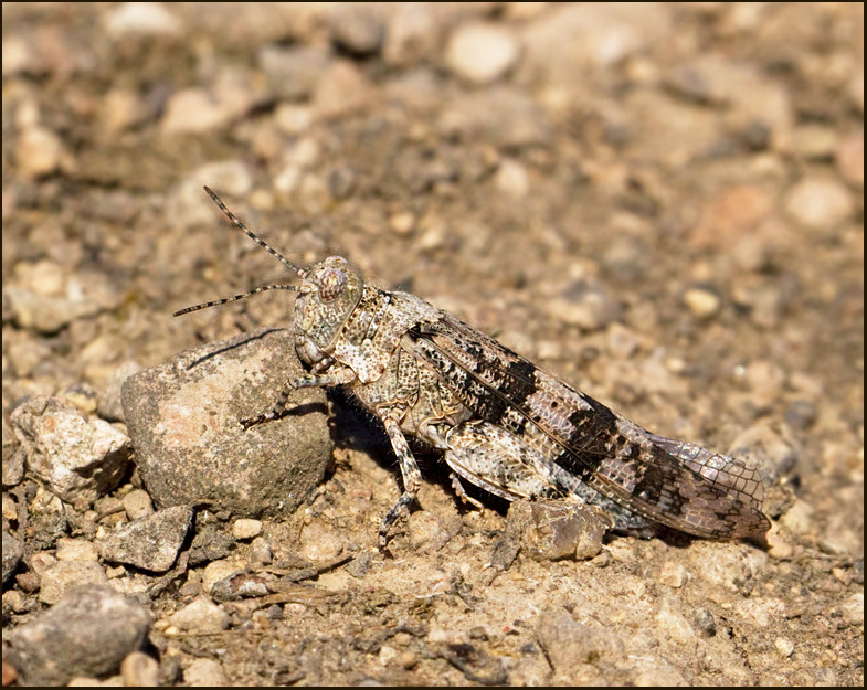 Slender Blue-winged Grasshopper, Blåvingad gräshoppa (Sphingonotus caerulans).jpg