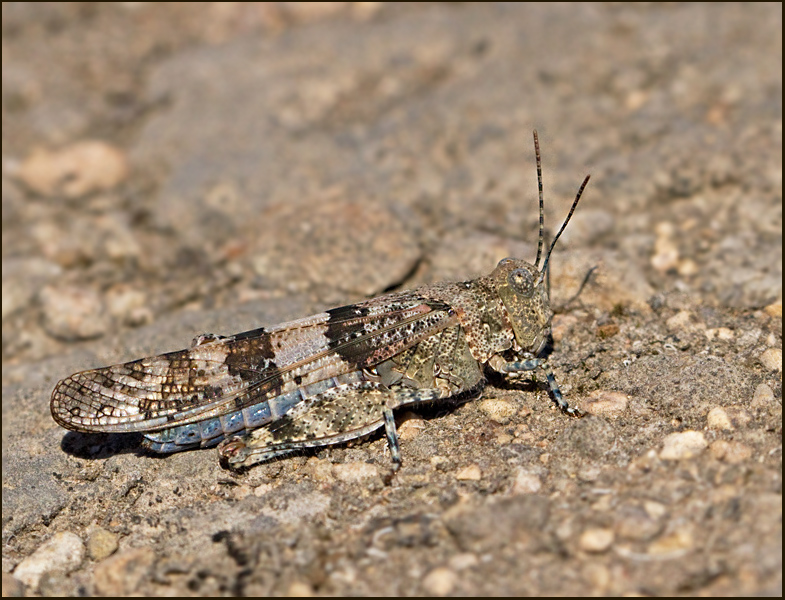 Slender Blue-winged Grasshopper, Blåvingad gräshoppa (Sphingonotus caerulans).jpg