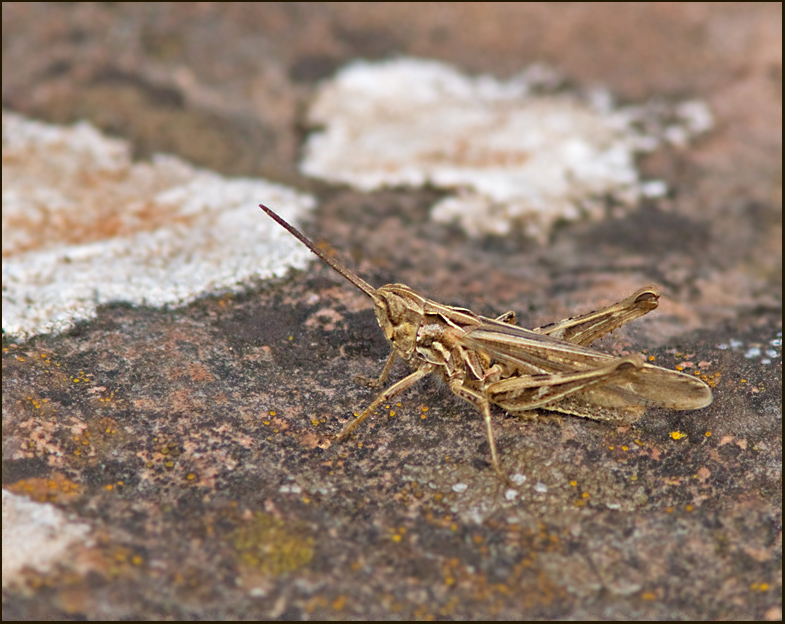 Bow-winged Grasshopper, Slåttergräshoppa (Chorthippus biguttulus).jpg