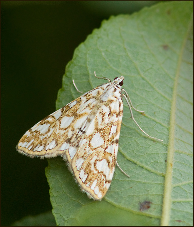 Brown China mark, Näckrosmott (Elophila nymphaeata).jpg