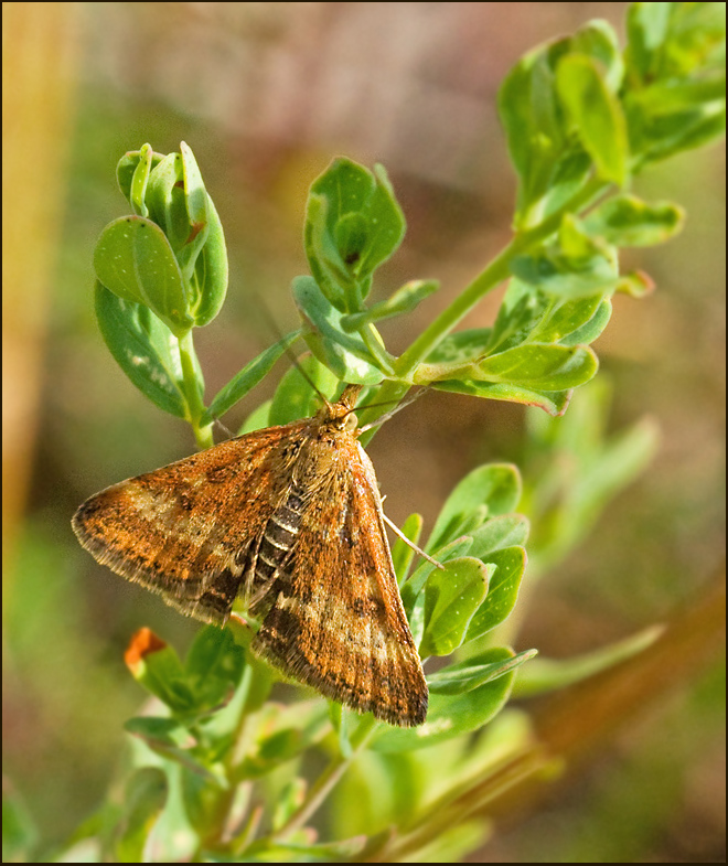 Grobladsljusmott  (Pyrausta despicata).jpg