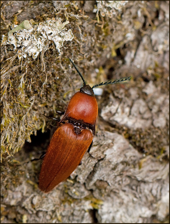  Mulmknppare  (Elater ferrugineus) red variety.jpg