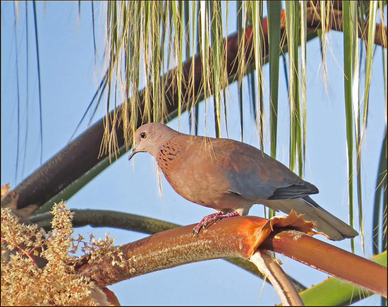 Palmduva, Laughing Dove (Streptopelia senegalensis).jpg