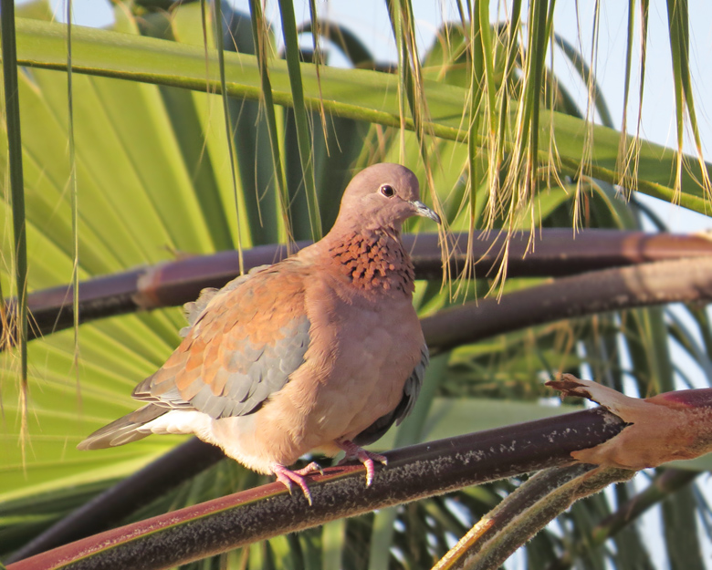 Palmduva, Laughing Dove (Streptopelia senegalensis).jpg