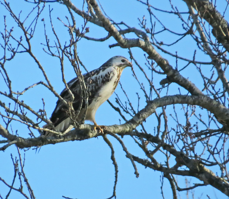 Eurasian Buzzard, Ormvrk   (Buteo buteo).jpg