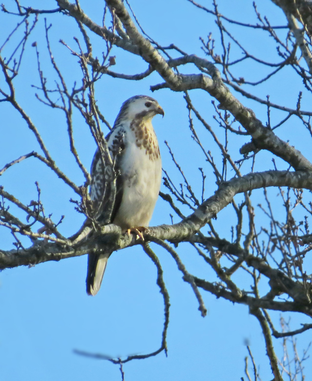 Eurasian Buzzard, Ormvrk   (Buteo buteo).jpg