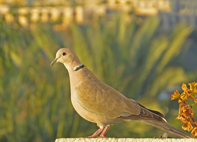 Turkduva, Collared Dove (Streptopelia decaocto).jpg