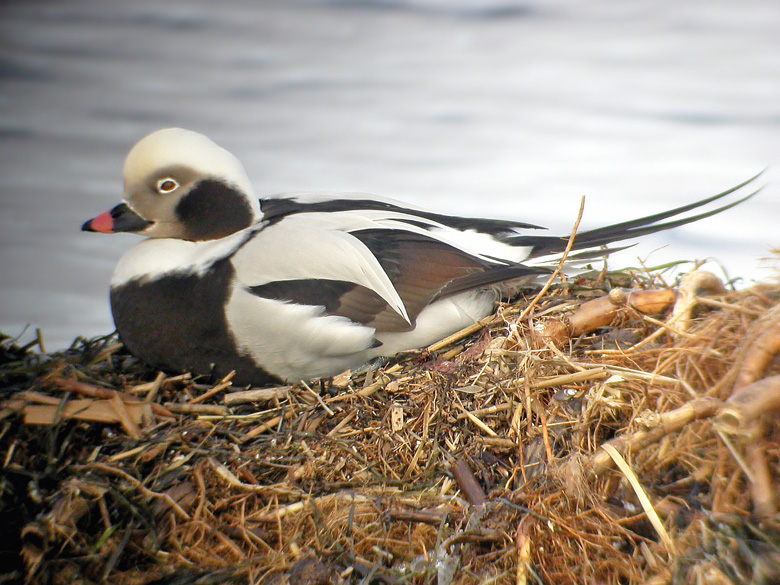 Alfågel, Long-tailed Duck (Clangula hyemalis).jpg