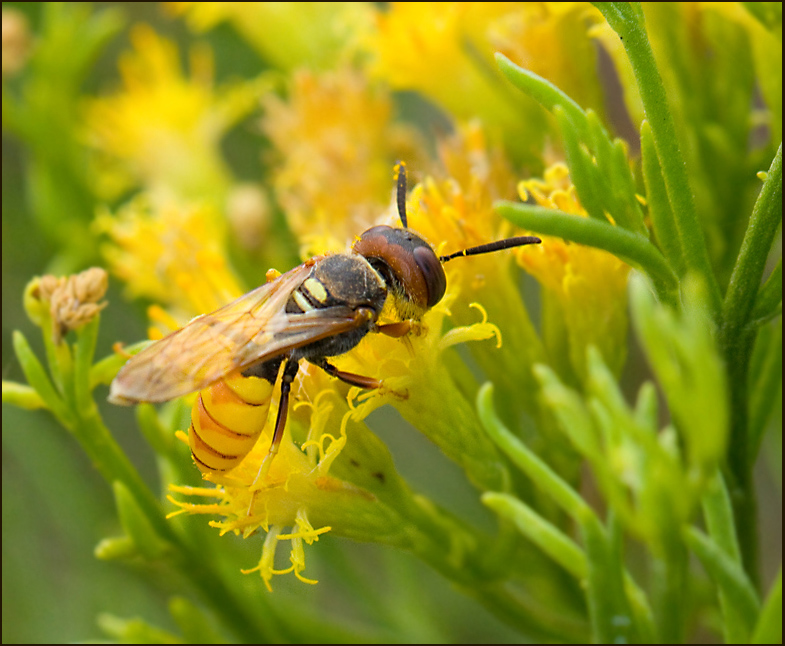 Bivarg, Bee-wolf (Philanthus diadema).jpg