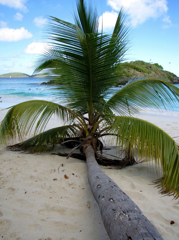Un palmier sallonge sur la plage de Trunk Bay