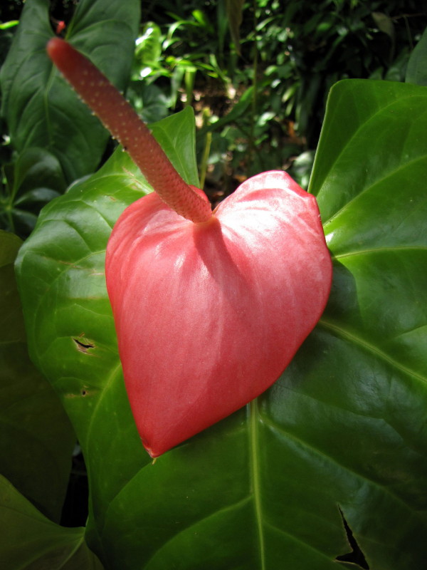 Fleur dAnthurium ou  Langue de feu