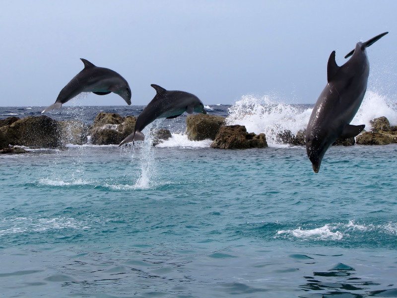 Sauts acrobatiques de dauphins