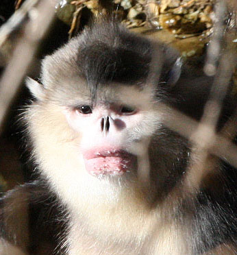 PRIMATE - YUNNAN BLACK SNUB-NOSED MONKEY - RHINOPITHECUS BIETI - BAIMA SNOW MOUNTAIN NATURE RESERVE YUNNAN A (29).jpg