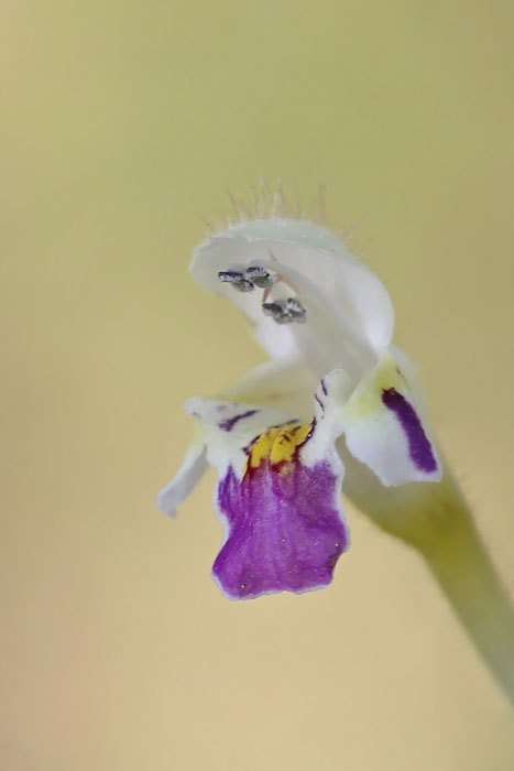 Galeopsis segetum - Dauwnetel