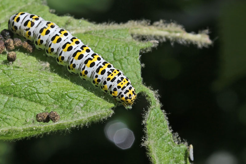 Rups kuifvlinder