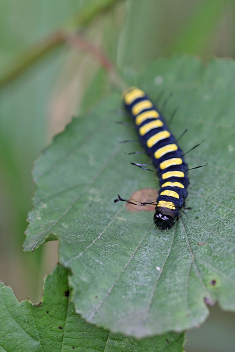 Rups elzenuil