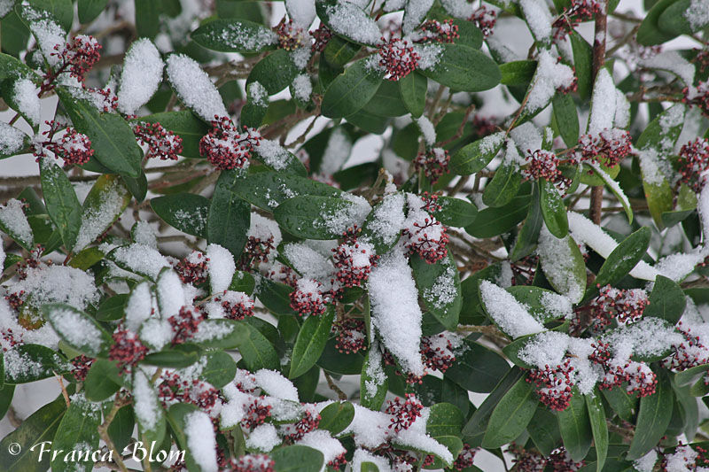 Skimmia 