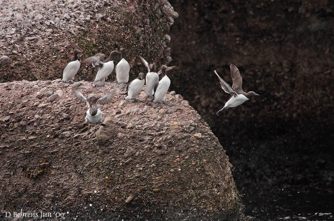 Razorbills.jpg