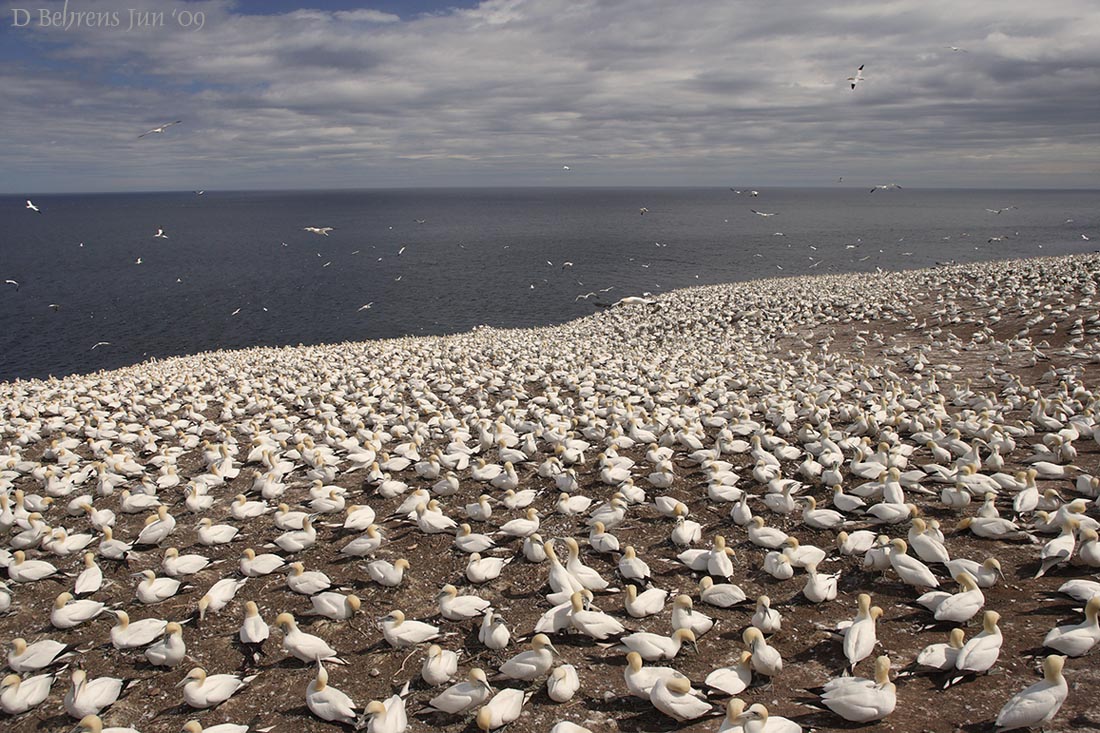 Gannet colony.jpg