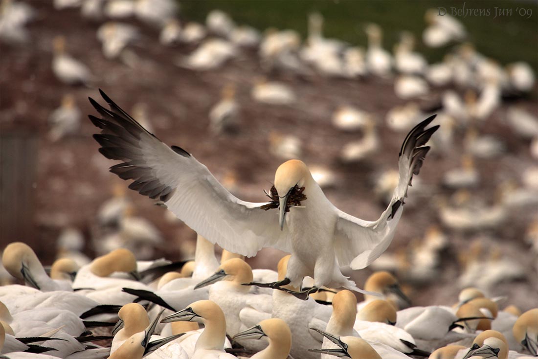 Delivering nesting material.jpg