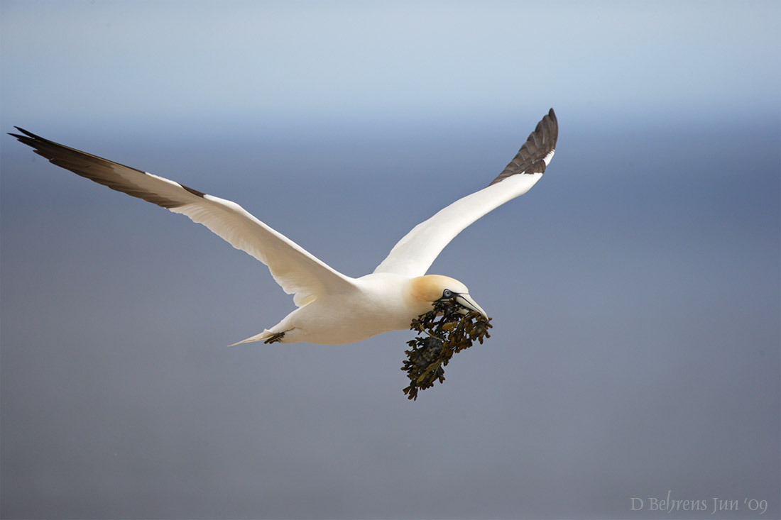 Nesting run.jpg