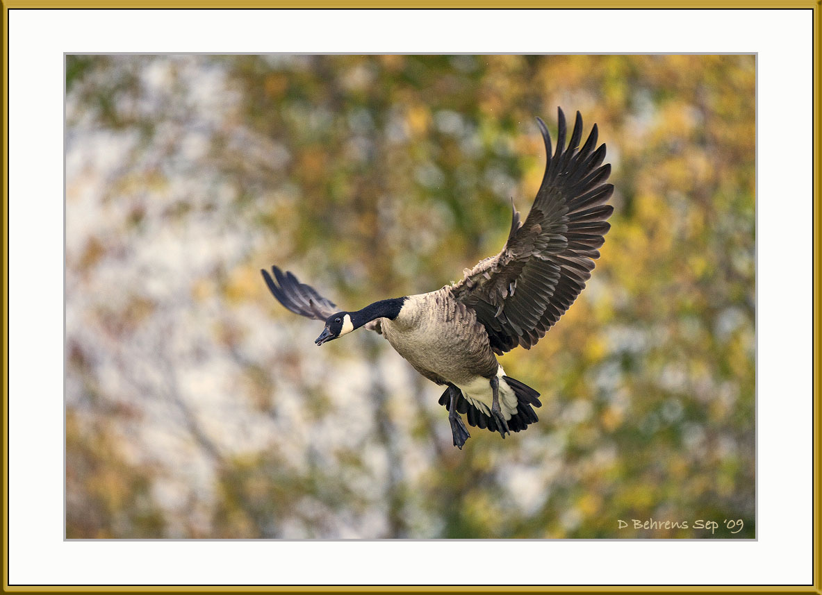 Canada Goose at Upper Canada.jpg