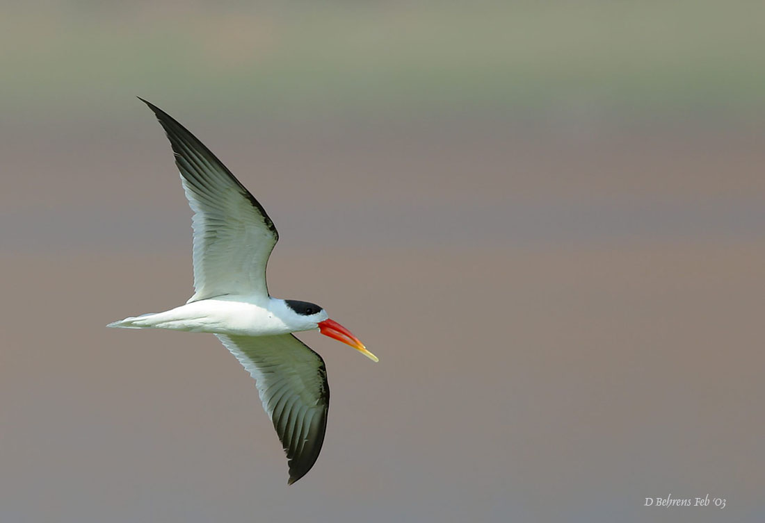 Indian Skimmer.jpg