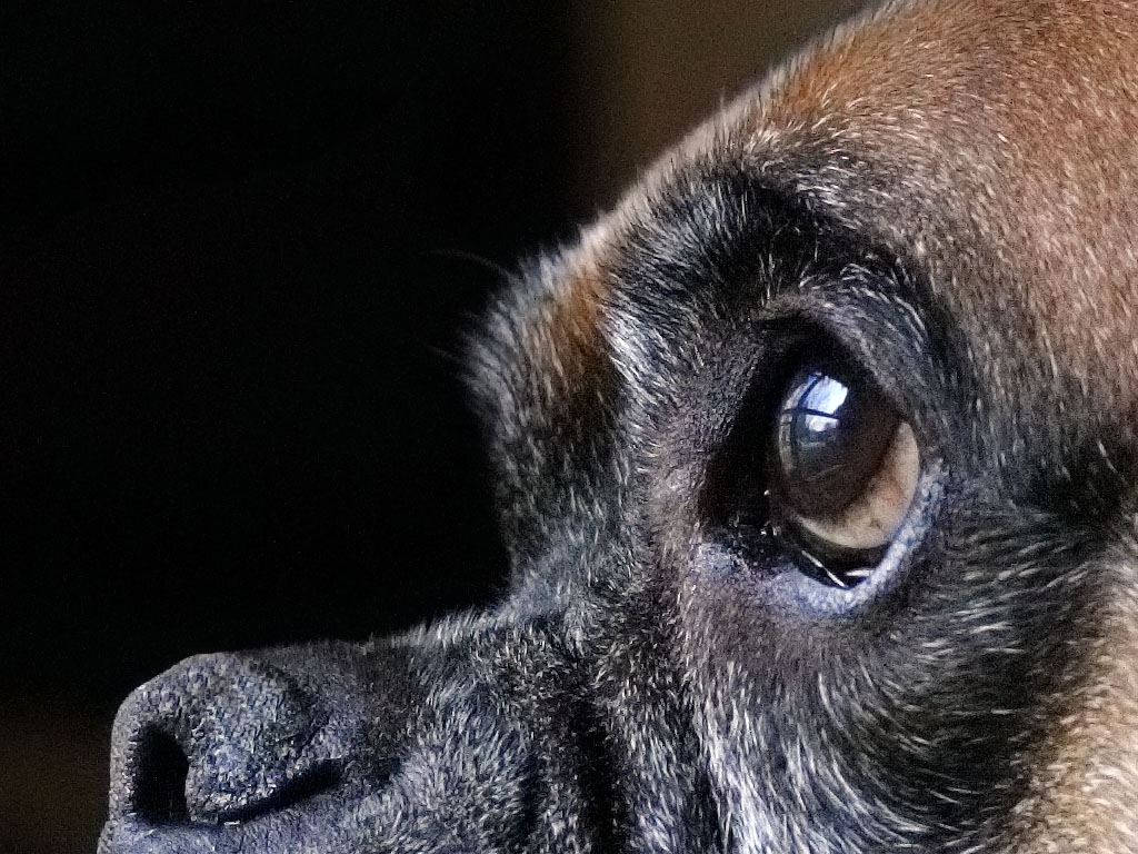 ISO 6400 100% Crop