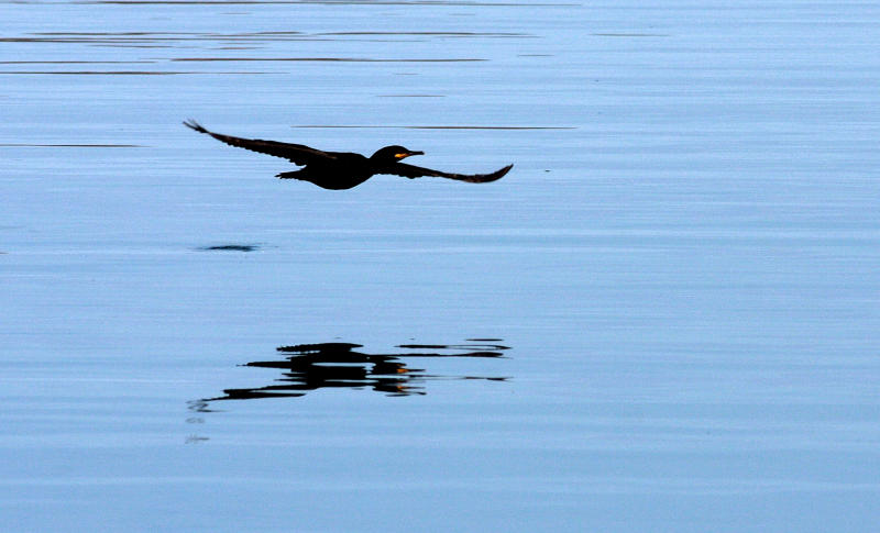 Sheildaig Shag