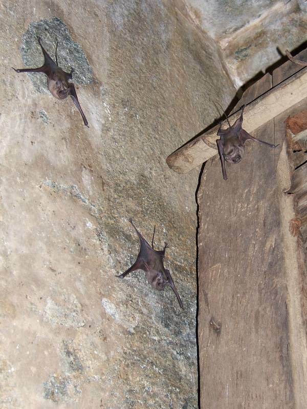 with bats!