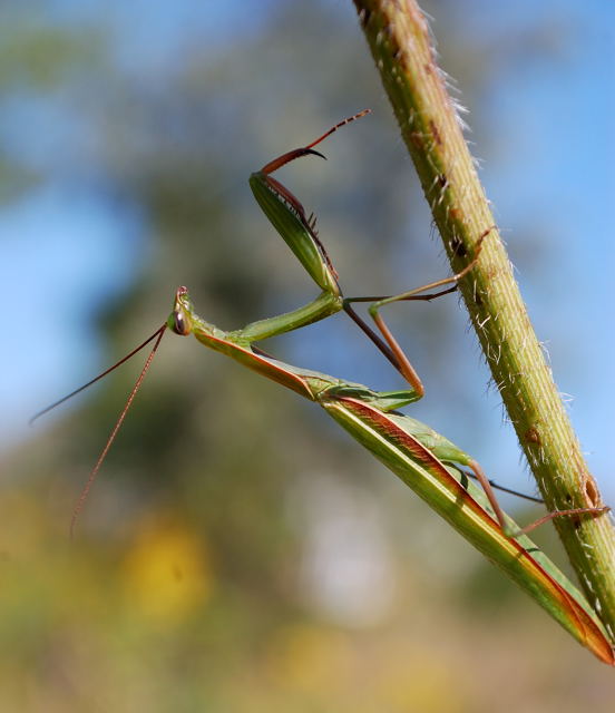 Mantis