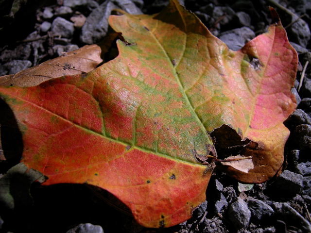 First photo of fall 2008