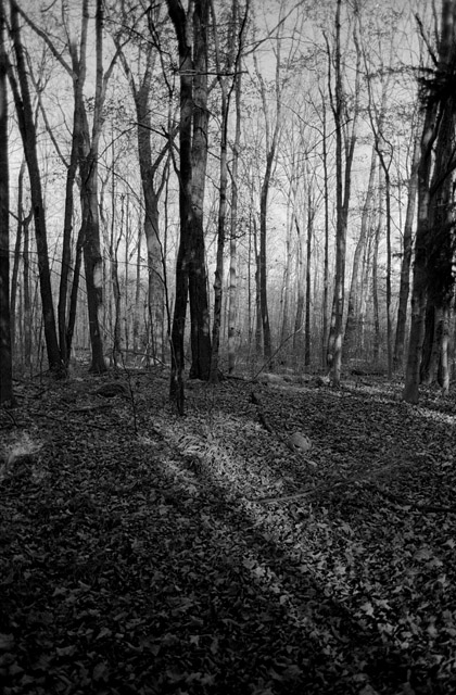 Trees/Shadows