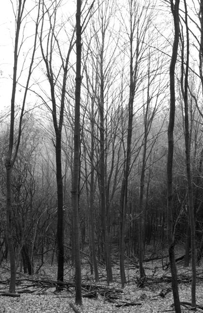 Hazy woods #2