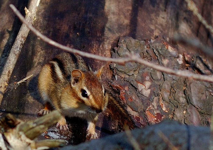 Chipmunk
