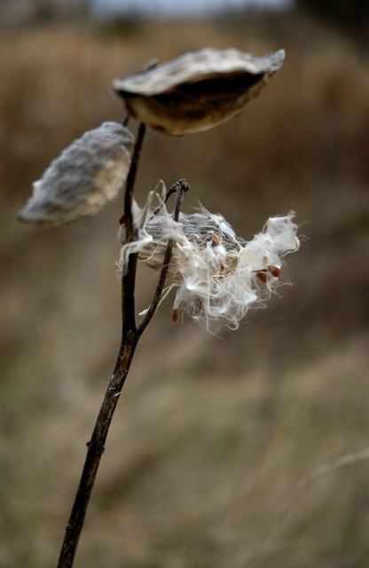 Milkweed