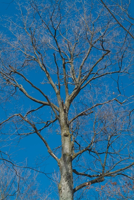Blue sky