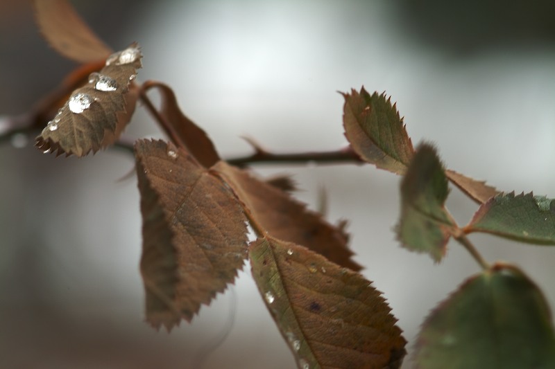 Rose leaves