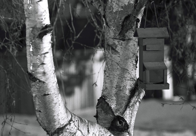 Bird feeder