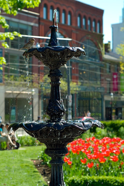 Sparrow & Fountain