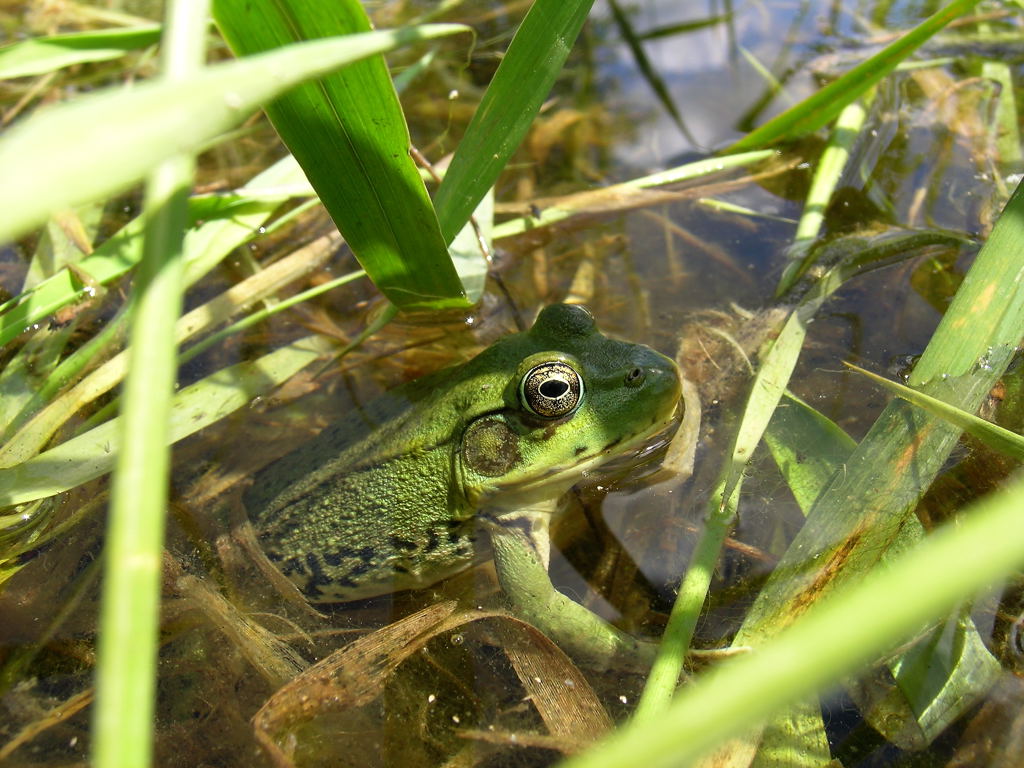 Frog