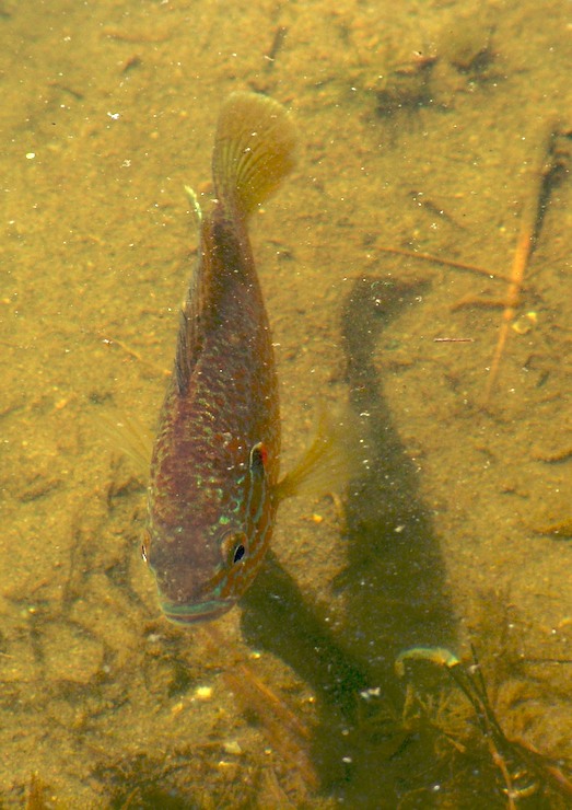 Fish