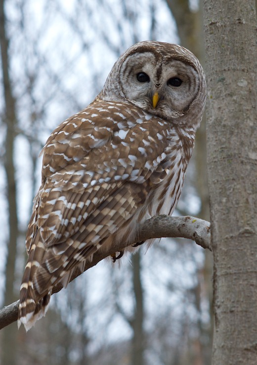 Owl