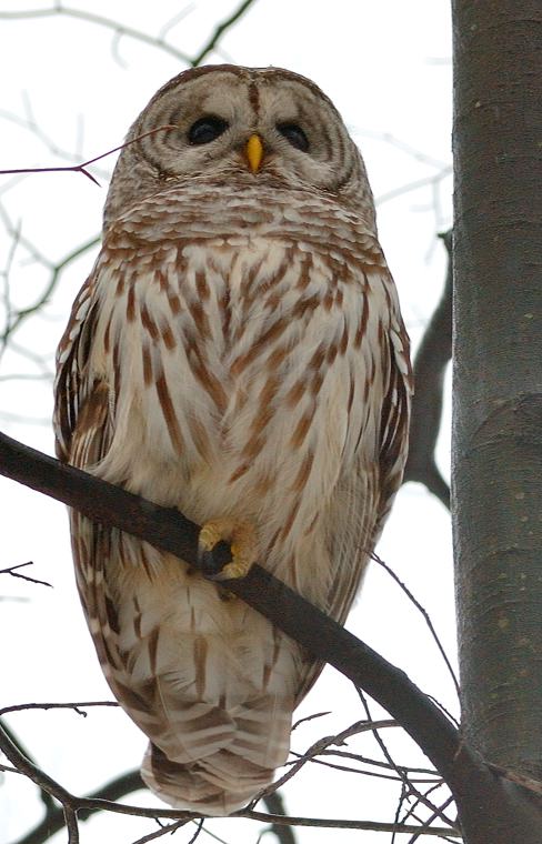 Barred Owl