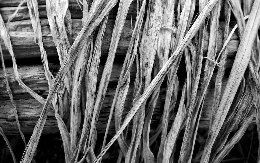 Grass #2