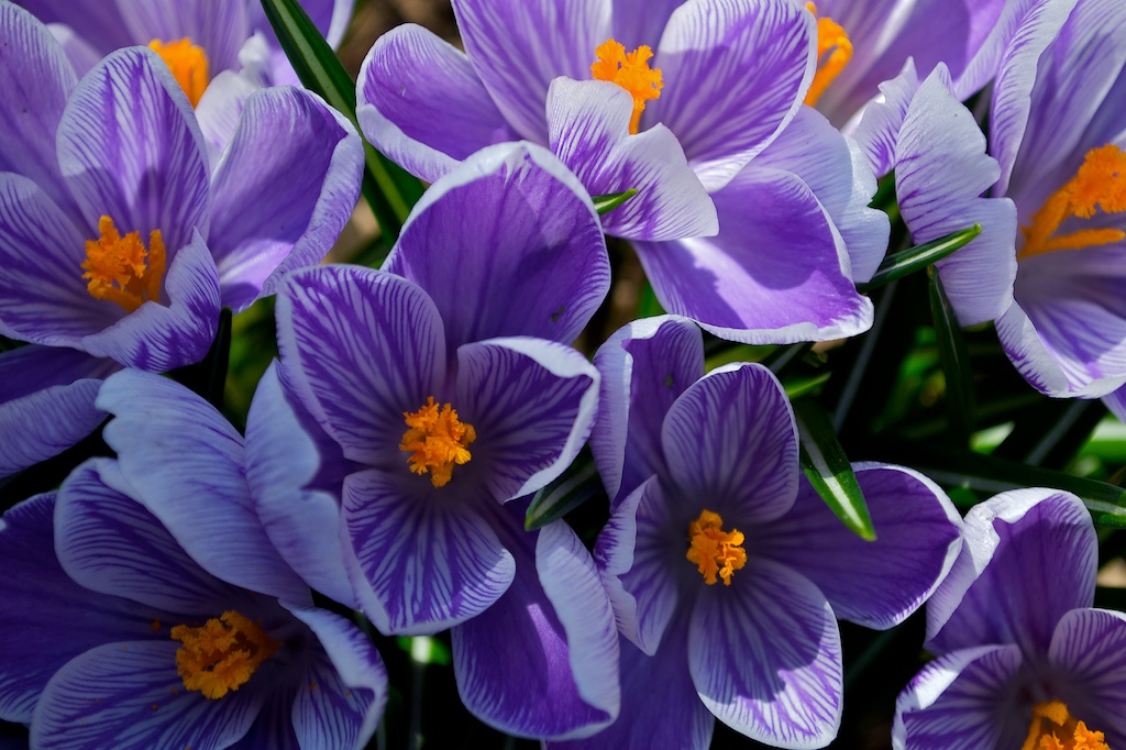 Spring Flowers