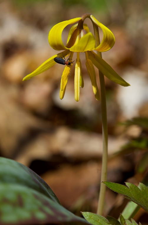Trout Lily